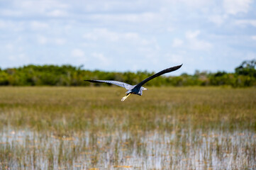 Fototapeta premium Great Blue Heron flying in natural habitat in Florida.