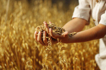 Children's hands sprinkle wheat grains. Golden seeds in the palms of a person. Wheat grains in children's hands on the background with a bag of grain. Small depth of field. Copy space.
