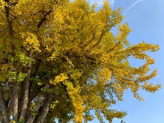 yellow tree