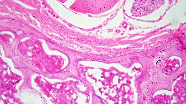 Rat tail in cross section filmed under microscope 400x on bright field background. Part of rodent body magnified in laboratory. Study of animal structure. Investigation of zoology. Veterinerien theme