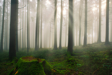 Aufnahme eines Waldes im Herbst mit Nebel und Sonnenstrahlen