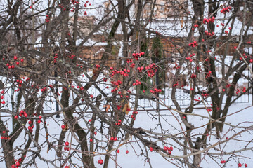 MOUNTAIN ASH BRANCHES WITH FROZEN BERRIES ON A COLD WINTER DAY