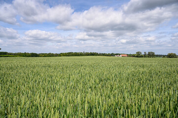 Wheat field in Belgium. Green ear spikes on spring day, close up. Green wheat growing on field. Young ripe ears swaying on the wind. Village in distance. 