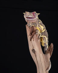 Lilly White morph Crested Gecko licking his eyes, photographed against a black background