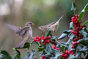 footage of birds in the holly trying to dominate the situation!