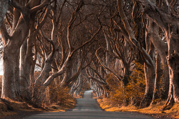 Dark Hedges, the beech tree road on Antrim Coast in Northern Ireland UK