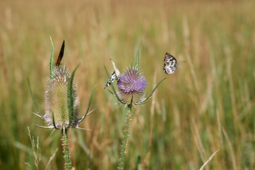 Three butterflies on thistles