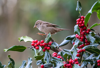 footage of birds in the holly trying to dominate the situation!