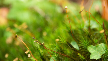 young sprigs of moss