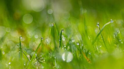 morning drops on grass macro