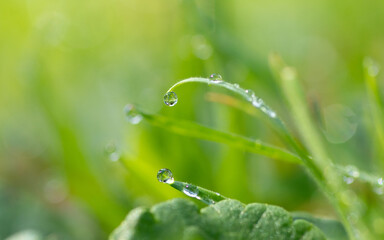 dew drops on grass at the morning