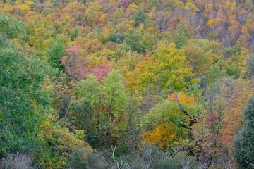 Obraz premium autumn landscape in the forest