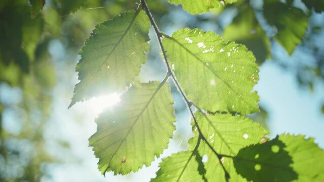 View of the green leaves through the sunlight