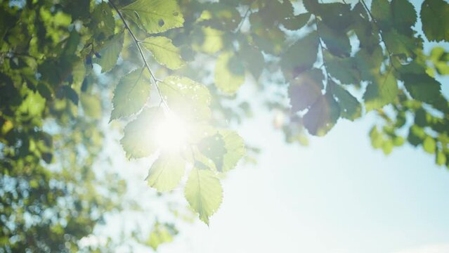 View of the green leaves through the sunlight