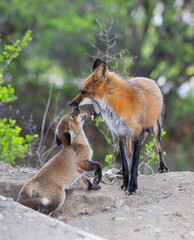 Red fox Vulpes vulpes and her kit share a moment by the den in springtime in Canada 