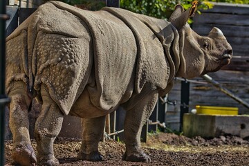 Rear view of an Indian rhinoceros (Rhinoceros unicornis) in a zoo
