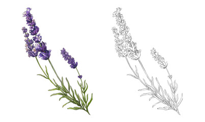 lavender flowers isolated on white - obrazy, fototapety, plakaty