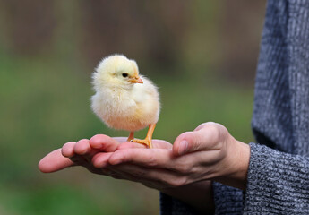 Little chick standing on the hands of a caucasian woman. Cute newborn chicken held by a veterinarian in an organic farm. Yellow baby bird raised by hand.