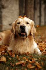 Golden retriever in fallen leaves rejoices in autumn