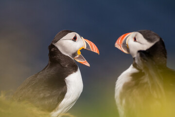 Puffin