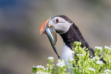 Puffin with fish
