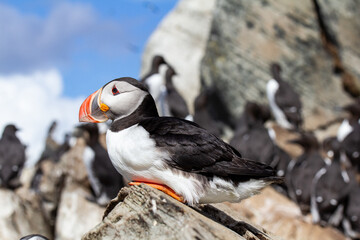 Puffin close up