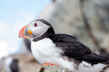 atlantic puffin bird