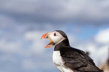 Puffin close up