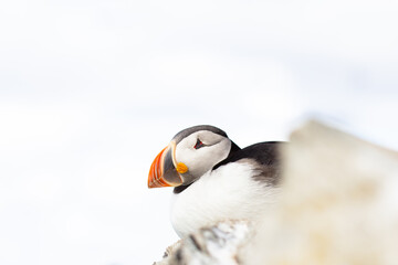 Puffin close up