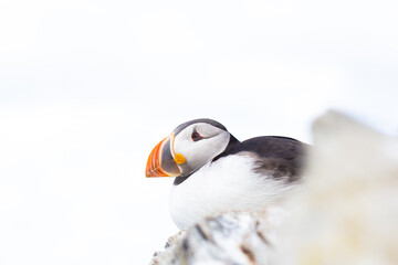 Puffin close up