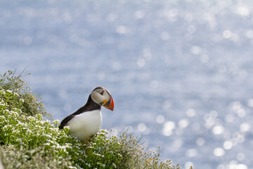 Puffin