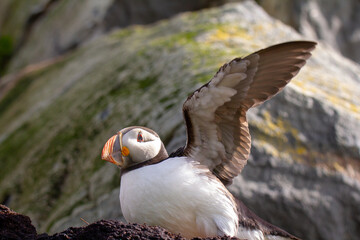 Puffin wing