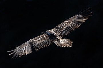 Bearded vulture