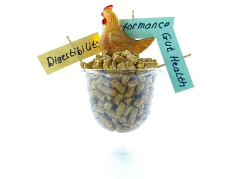 Concept, Chicken Performance issues, Enzyme and Digestibility for Animal Farm Feed Quality, Improvement meat and egg Production, presentation, brochures flyer poster, presentation, designs research