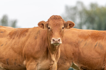 Brown cows in a pasture in the summer.