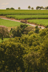 Naklejka premium Camião de cana