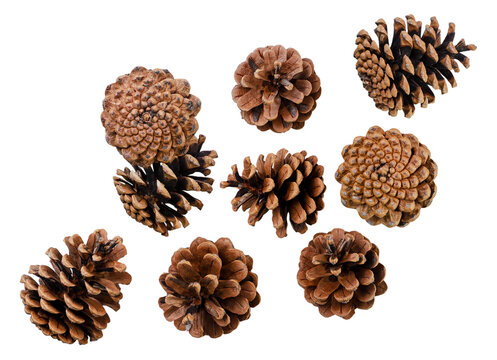 Set of pine cones are flying on a white background. Isolated