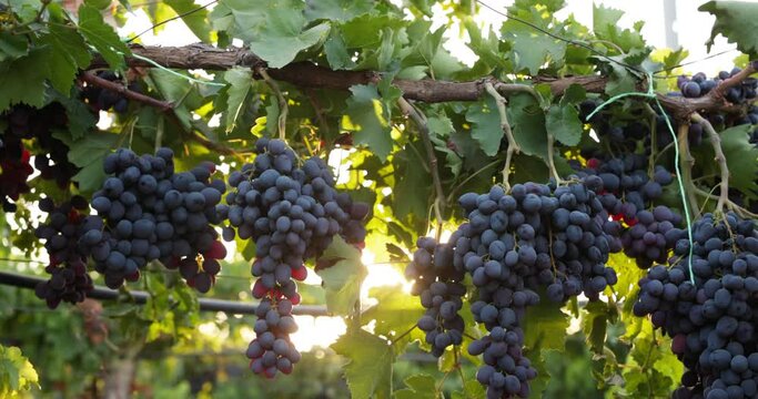 Wine grapes ripened on the branches in traditional wineries from the most exquisite variety. The best wineries in the world, the production of wine from red grapes grown in European gardens.