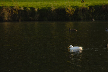 Little White Duck is swimming on the lake