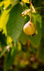 A solitary pomegranate growing in the tropics