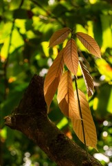 Color variations of ripening cocoa leaves