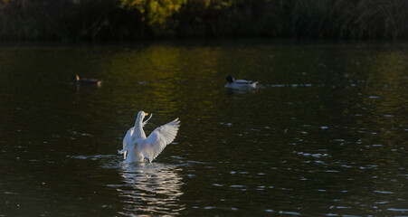 Flapping White Duck on the lake with a yellow beak