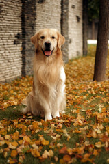 Golden retriever in fallen leaves rejoices in autumn