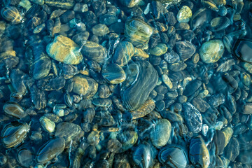 background of shells