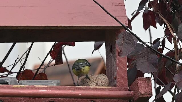 oiseaux