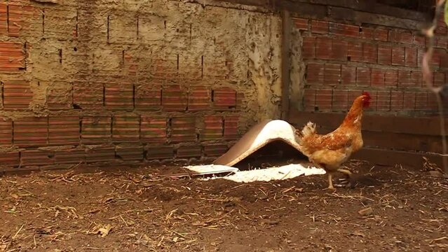 Adult hen walking in his chicken coop.