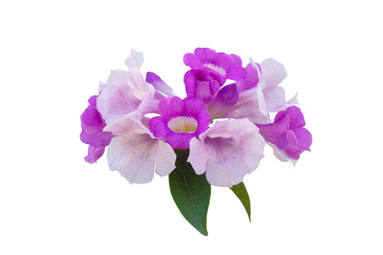 Purple Flower Of Garlic Vine Or Mansoa Alliacea Bloom With Leaf Isolated On White Background With Clipping Path.