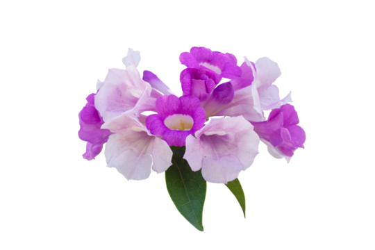 Purple flower of Garlic vine or Mansoa alliacea bloom with leaf isolated on white background with clipping path.