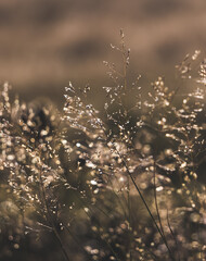 Field plants in macro in the backlight of the setting sun, against a blurred background