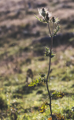 A thorny plant in macro in the backlight of the setting sun, against the background of blurry grass